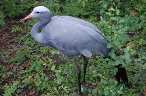 blauwe kraanvogel in het Silver Springs State Park | Silver Springs